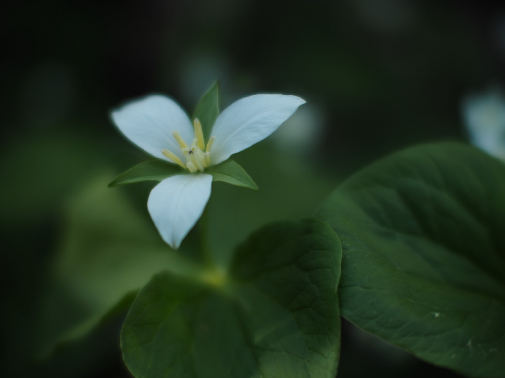 浮遊花