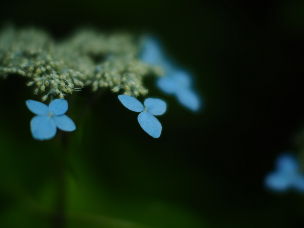 森の紫陽花