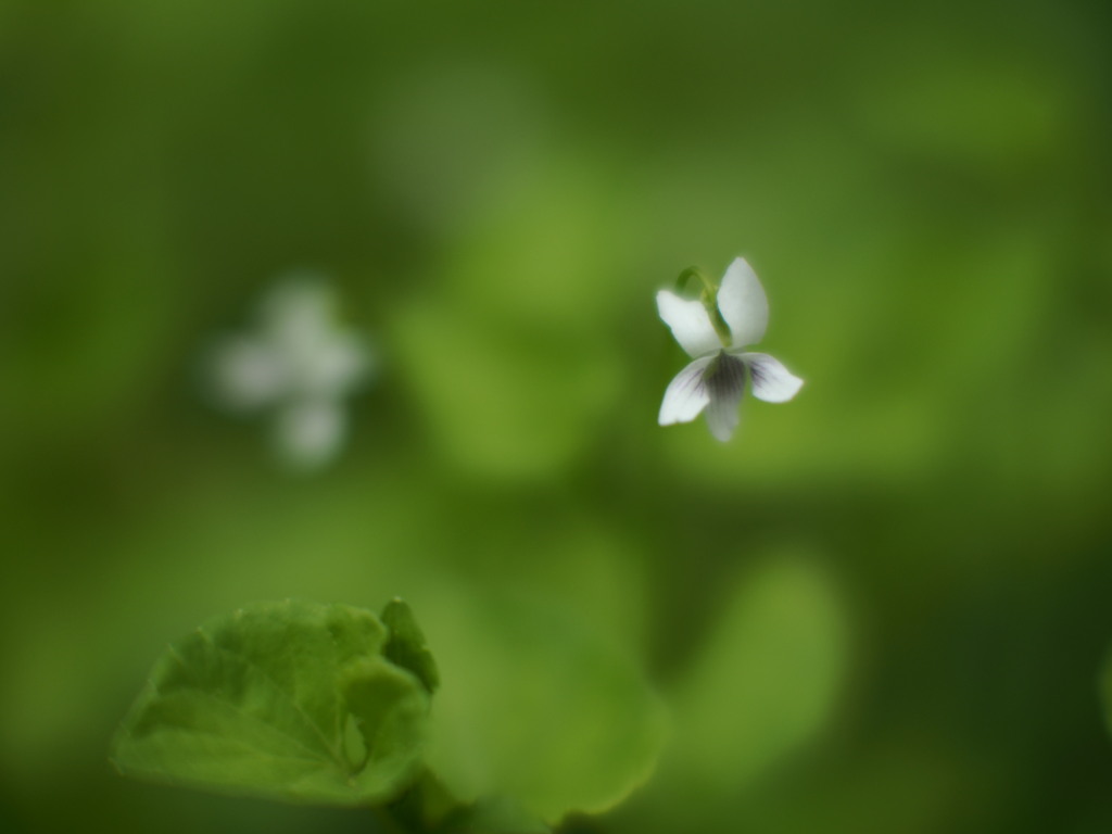 とってもちいさな菫