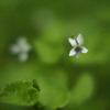 とってもちいさな菫