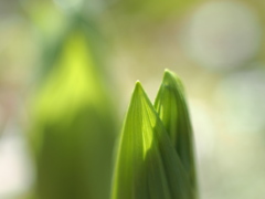 光の森