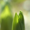 光の森