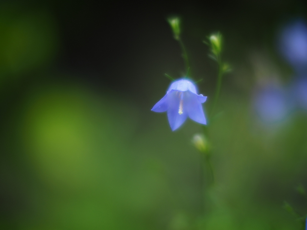青い花