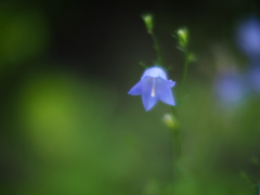 青い花