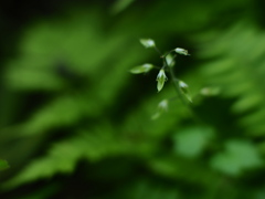 森のちいさな花