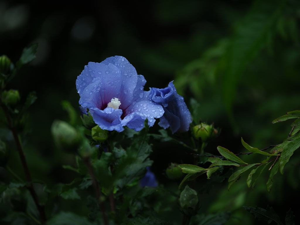 雨の青木槿