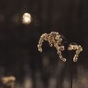 枯に光