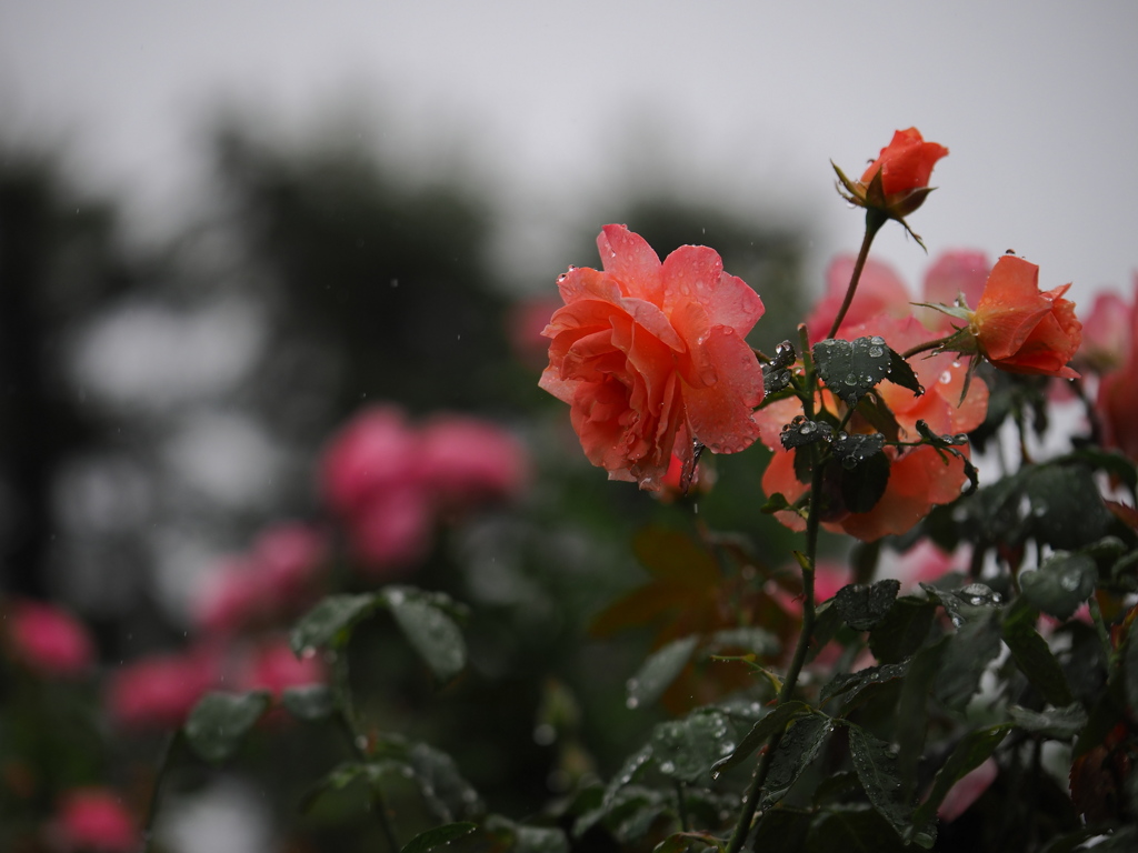 雨纏う薔薇