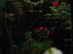 塞がれた薔薇