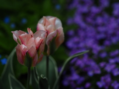凶名の花