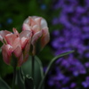 凶名の花