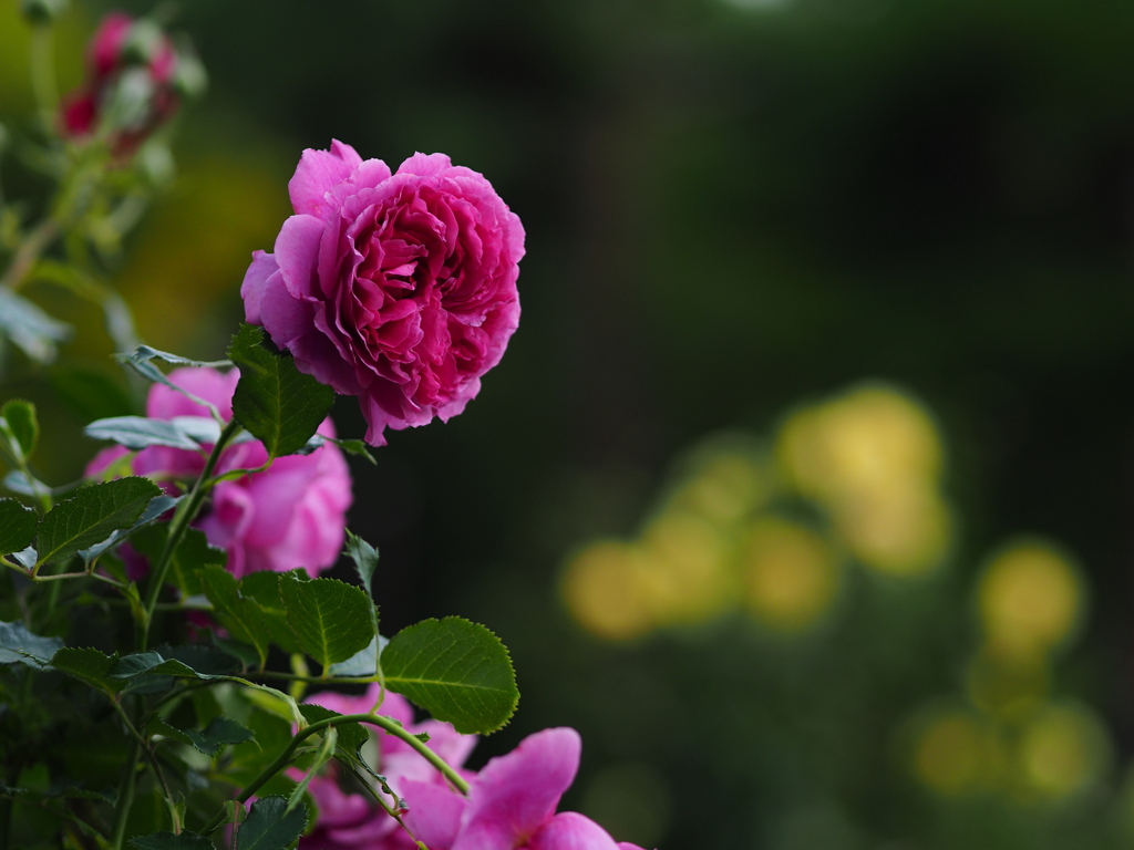 秋の厚別薔薇祭り