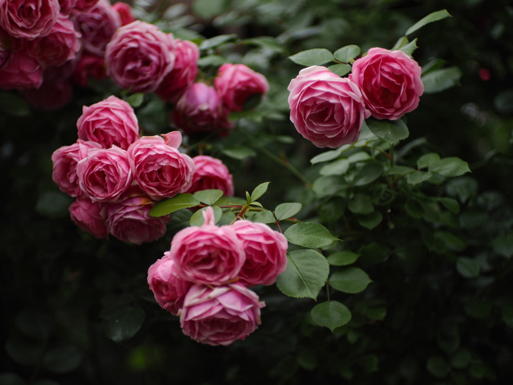 日曜夜に薔薇を