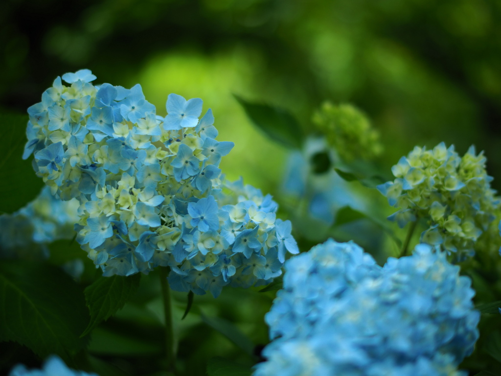 紫陽花色の世界へ