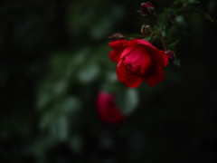 赤い薔薇