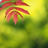 紅葉に蜘蛛の巣