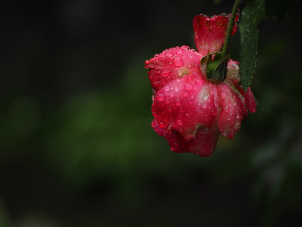 雨の薔薇