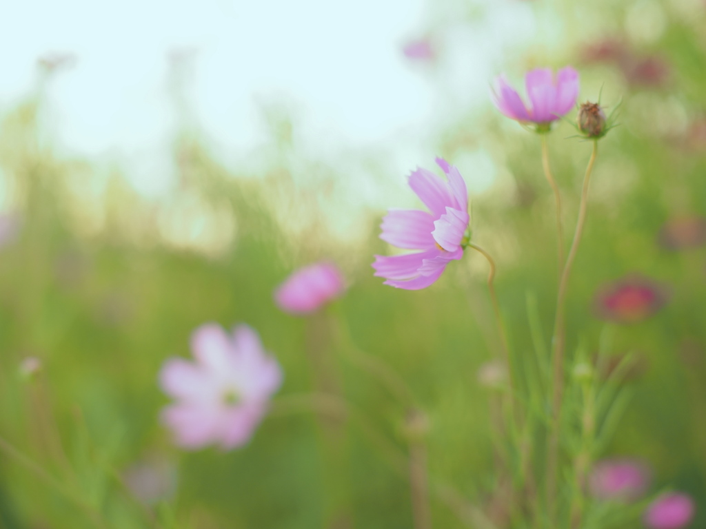 遠い記憶の花。