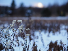 枯野の花