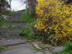 花咲く石段