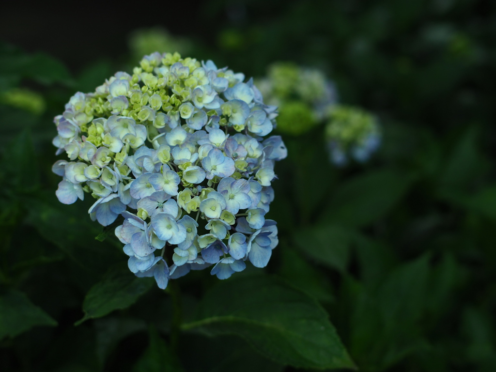 紫陽花の園