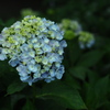 紫陽花の園