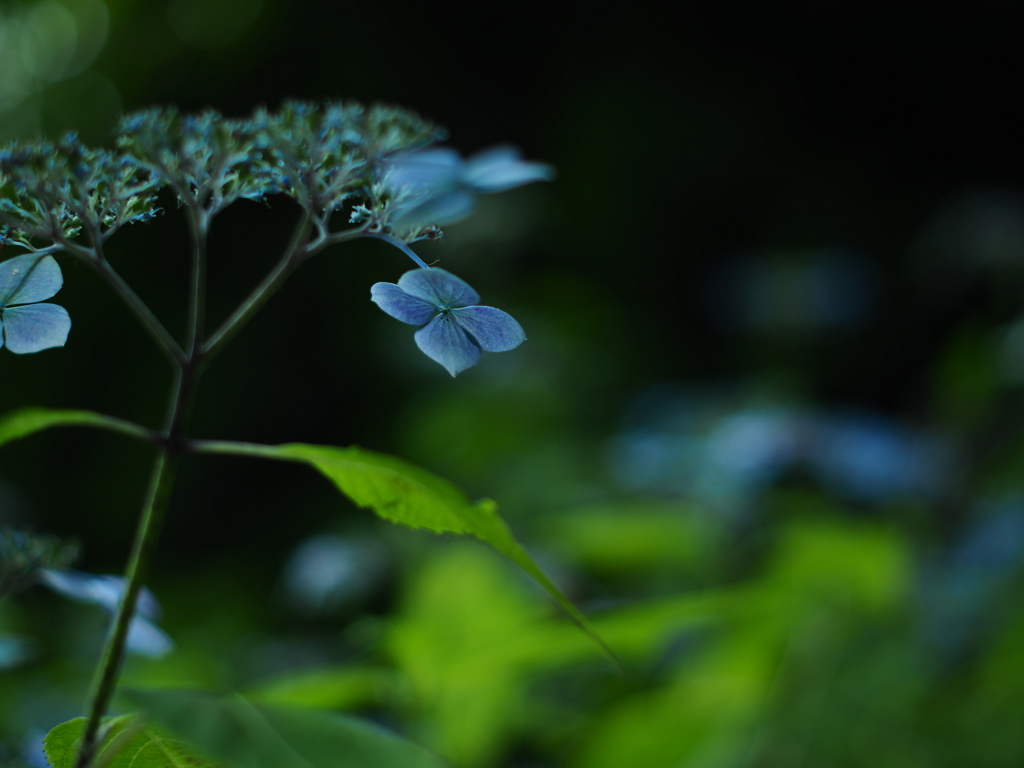 豊平の蒼