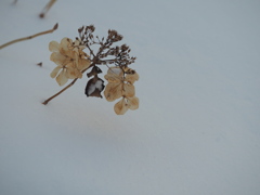 乾燥紫陽花