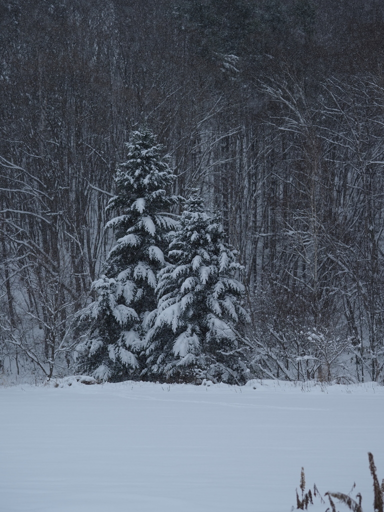 親子に雪降り積む