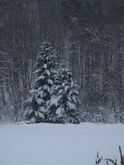 親子に雪降り積む