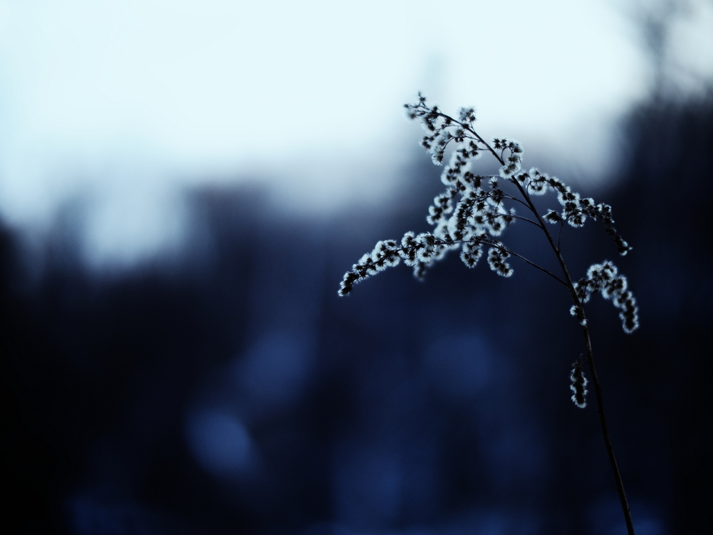 独りの森