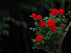 棘と花束