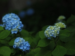 極楽の紫陽花