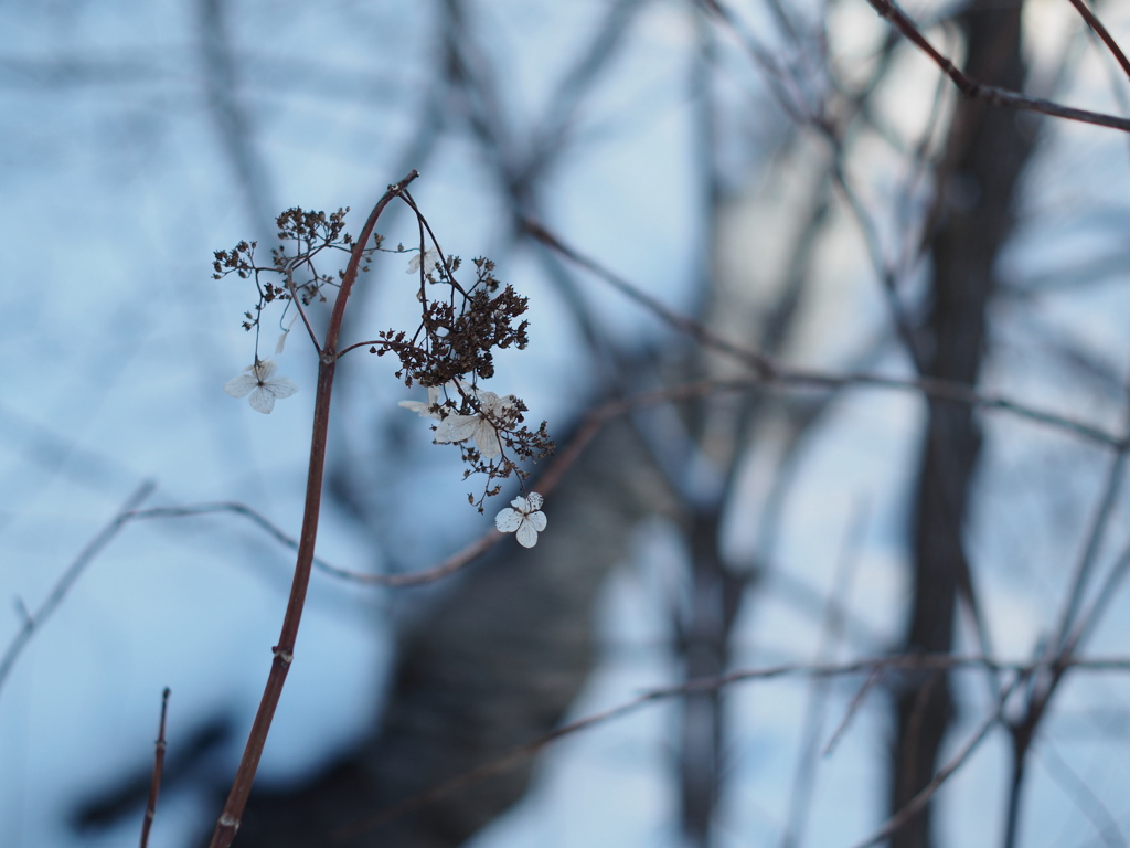 水辺の花
