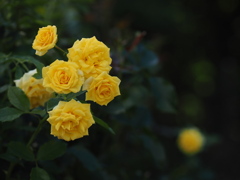 薔薇