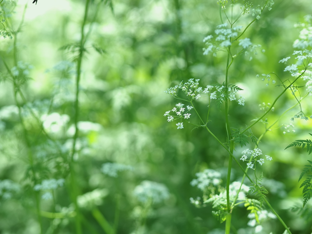 林床の花園