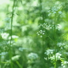 林床の花園