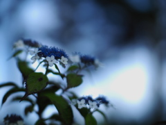 千歳の紫陽花寺