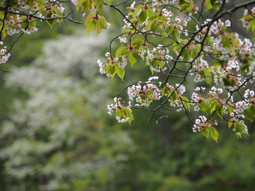 五月十五日　桜
