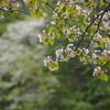 五月十五日　桜