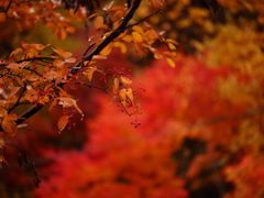 紅かった雨の日