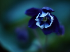 苧環開花