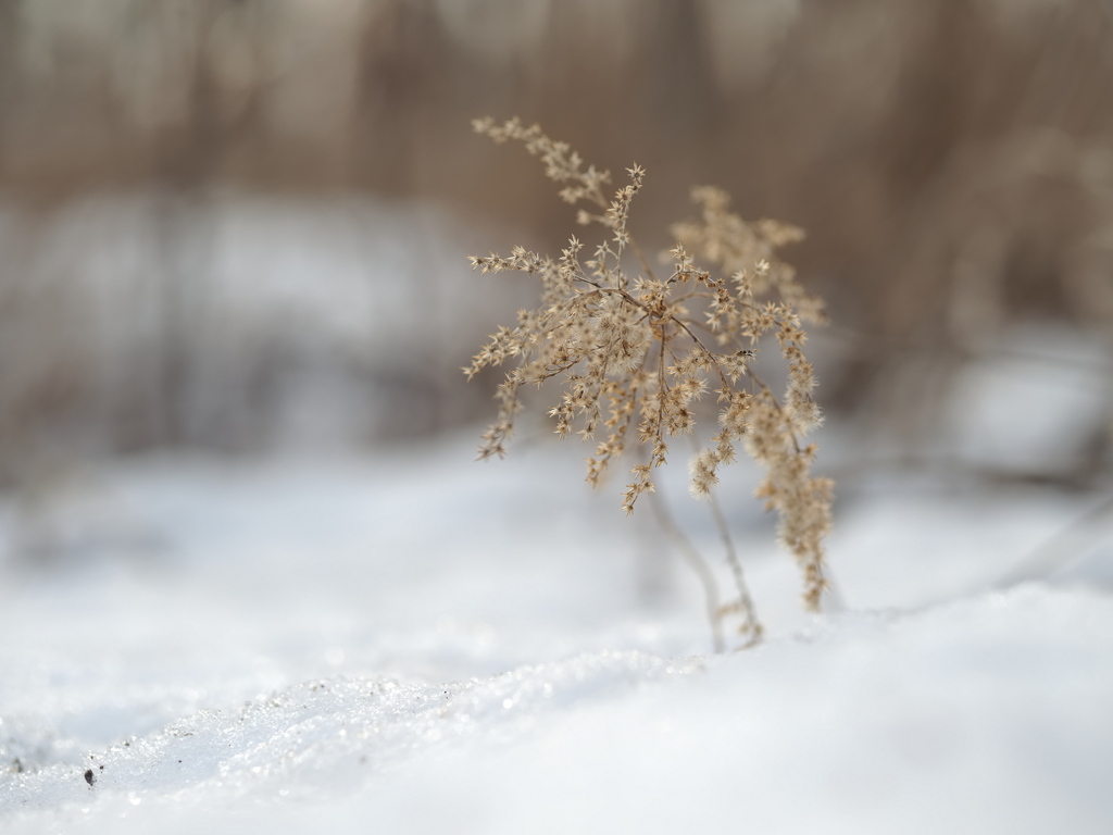 泥雪に光