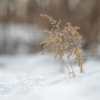 泥雪に光