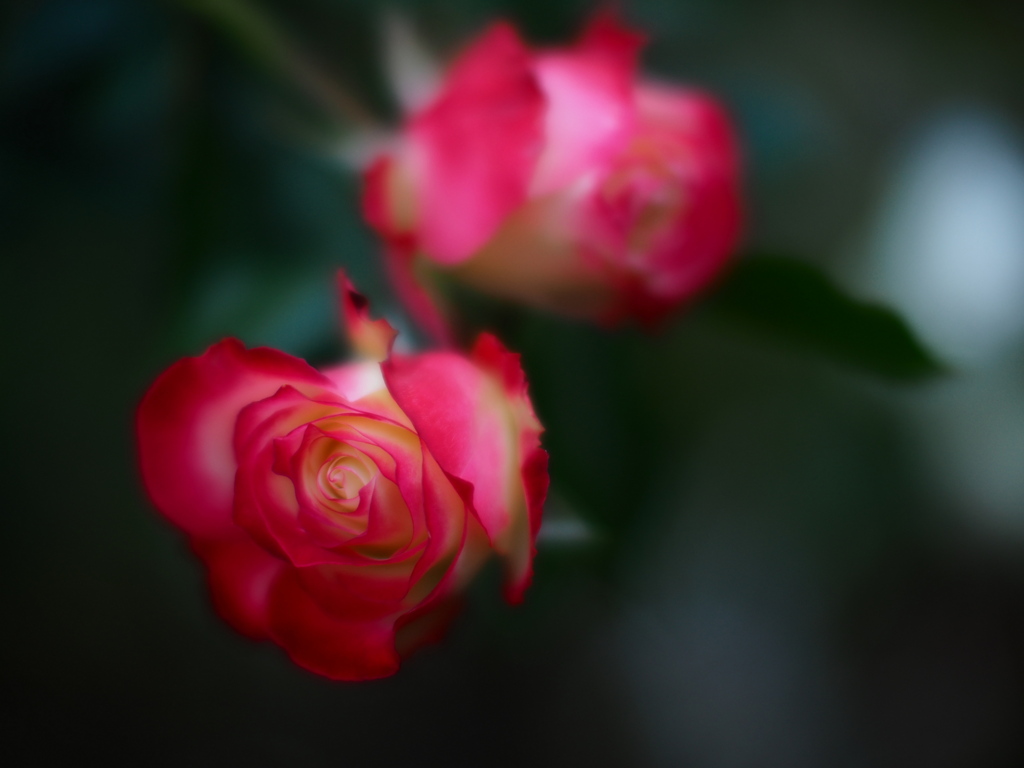 最後の薔薇