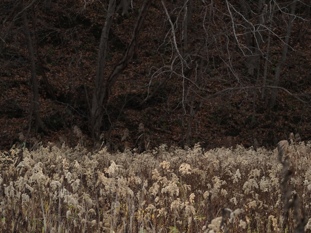 枯野に光