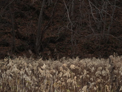 枯野に光