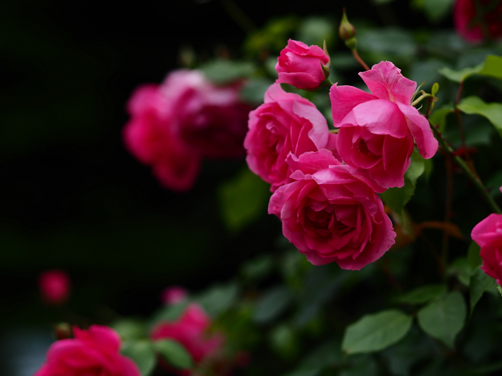 薔薇