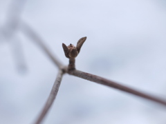 残雪に萌ゆ