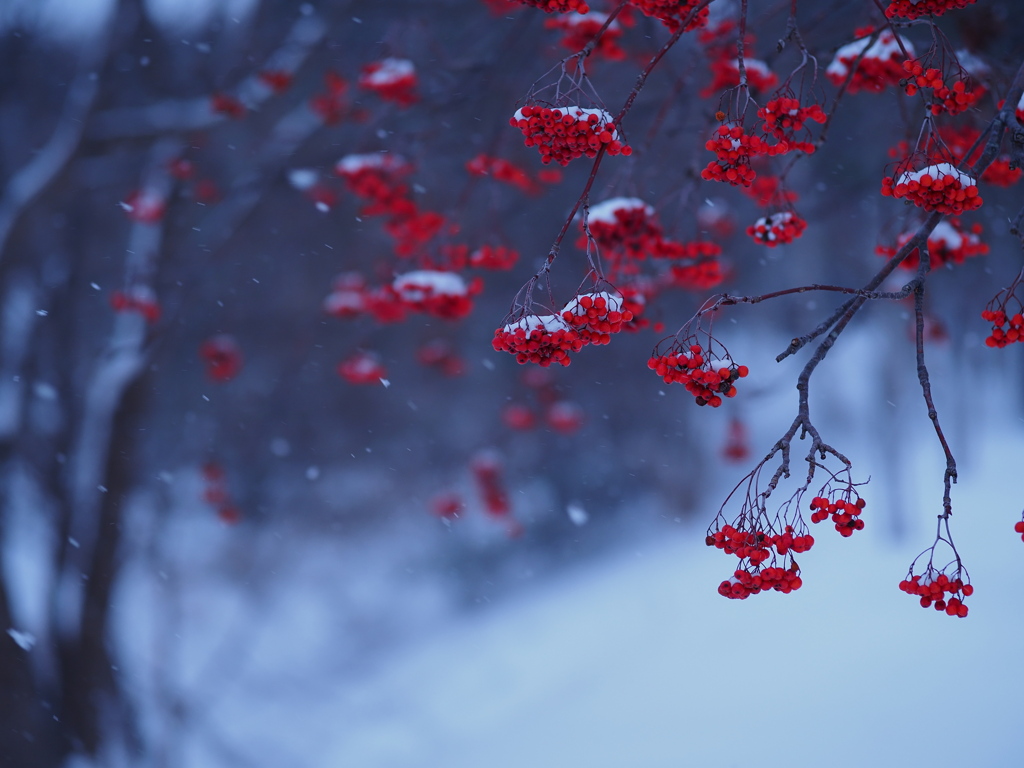 雪が降る